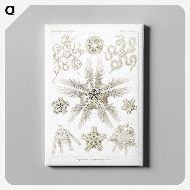 3-22_Ernst-Haeckel_canvas
