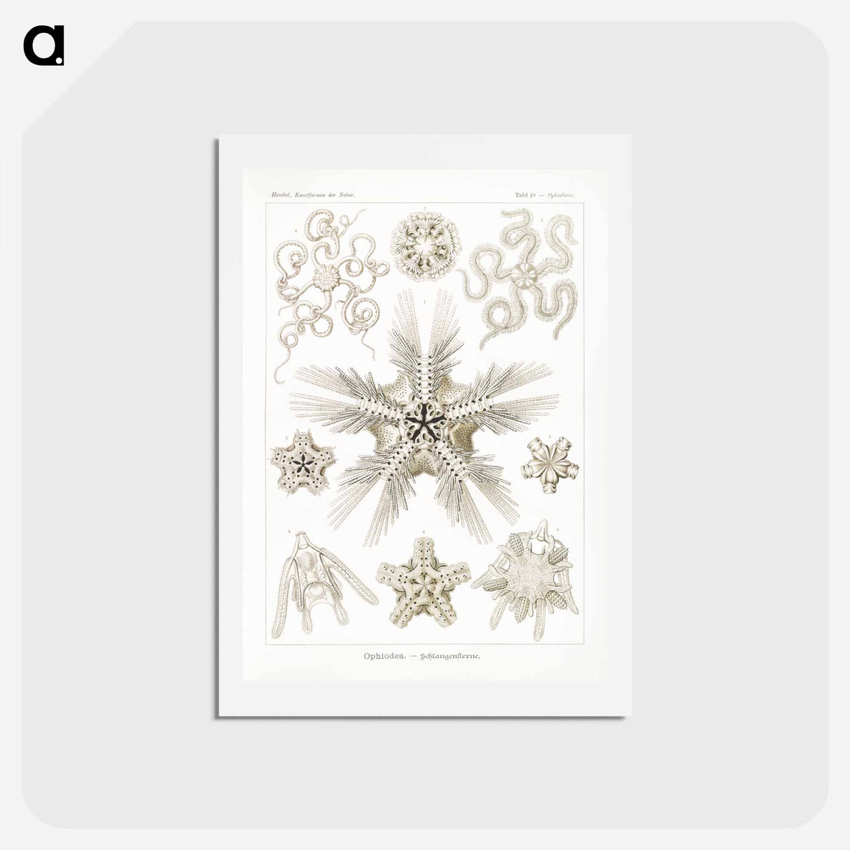 アートポストカード-Ophiodea–Schlangensterne - エルンスト ヘッケル Postcard.