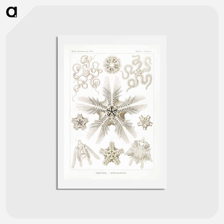 アートポストカード-Ophiodea–Schlangensterne - エルンスト ヘッケル Postcard.