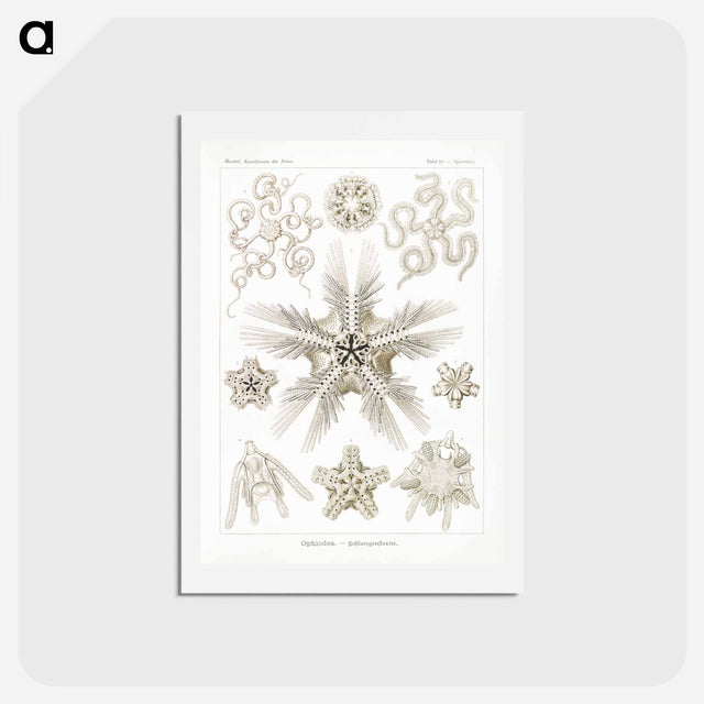 アートポストカード-Ophiodea–Schlangensterne - エルンスト ヘッケル Postcard.