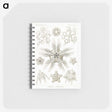 3-22_Ernst-Haeckel_memo