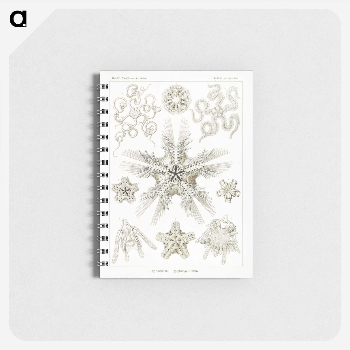 3-22_Ernst-Haeckel_memo