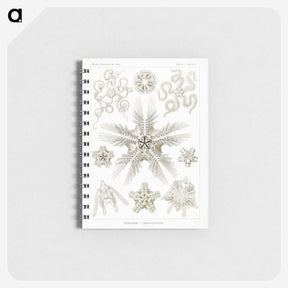 3-22_Ernst-Haeckel_memo