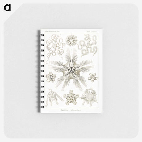 3-22_Ernst-Haeckel_memo