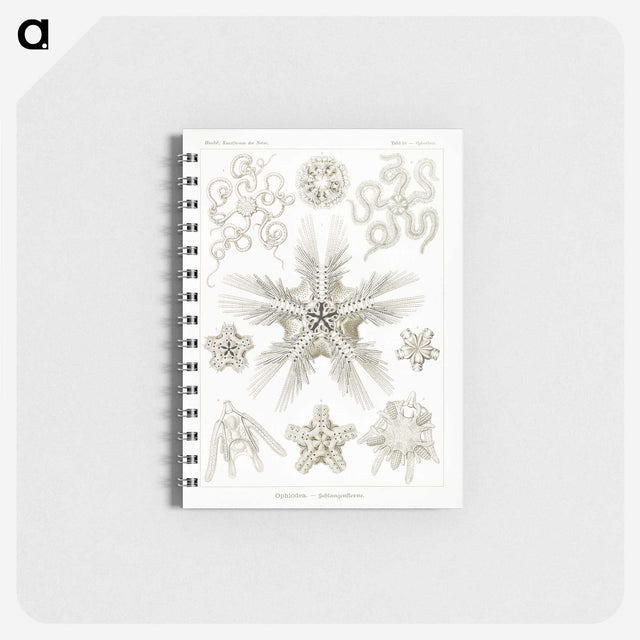 3-22_Ernst-Haeckel_memo