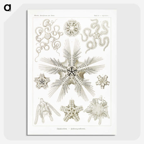 3-22_Ernst-Haeckel_picture-crop