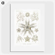 3-22_Ernst-Haeckel_picture