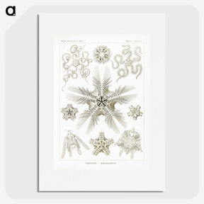 3-22_Ernst-Haeckel_picture