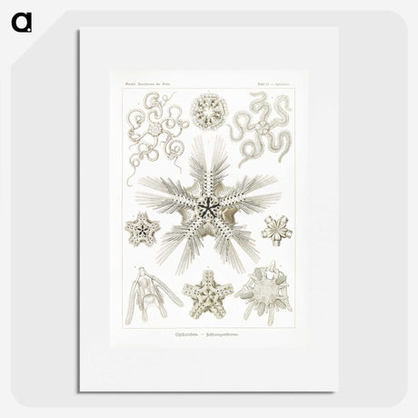3-22_Ernst-Haeckel_picture