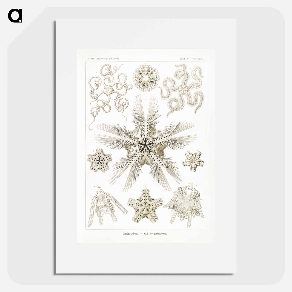 Ophiodea–Schlangensterne - エルンスト ヘッケル Poster.