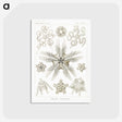3-22_Ernst-Haeckel_postcard