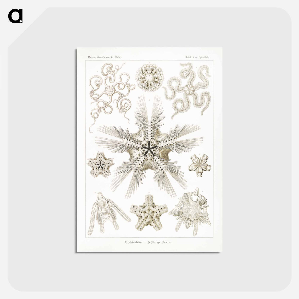 アートポストカード-Ophiodea–Schlangensterne - エルンスト ヘッケル Postcard.
