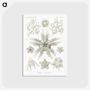 3-22_Ernst-Haeckel_postcard