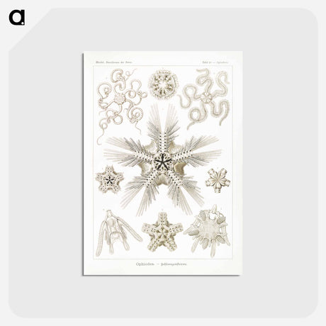 アートポストカード-Ophiodea–Schlangensterne - エルンスト ヘッケル Postcard.