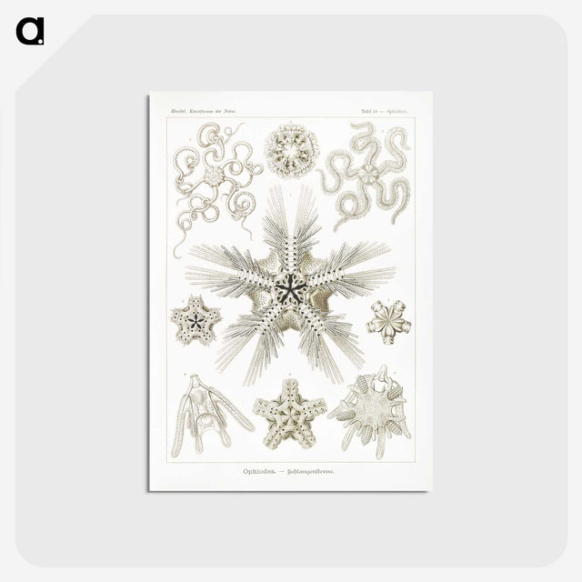 3-22_Ernst-Haeckel_postcard