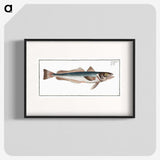 3-22_Ichtyologie-ou-Histoire-naturelle_blk