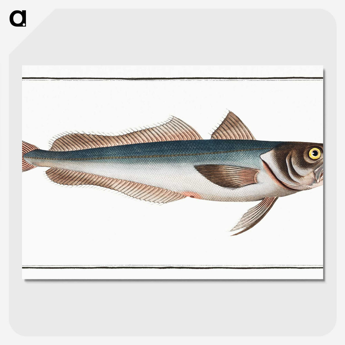 3-22_Ichtyologie-ou-Histoire-naturelle_picture-crop