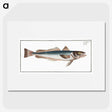 3-22_Ichtyologie-ou-Histoire-naturelle_picture