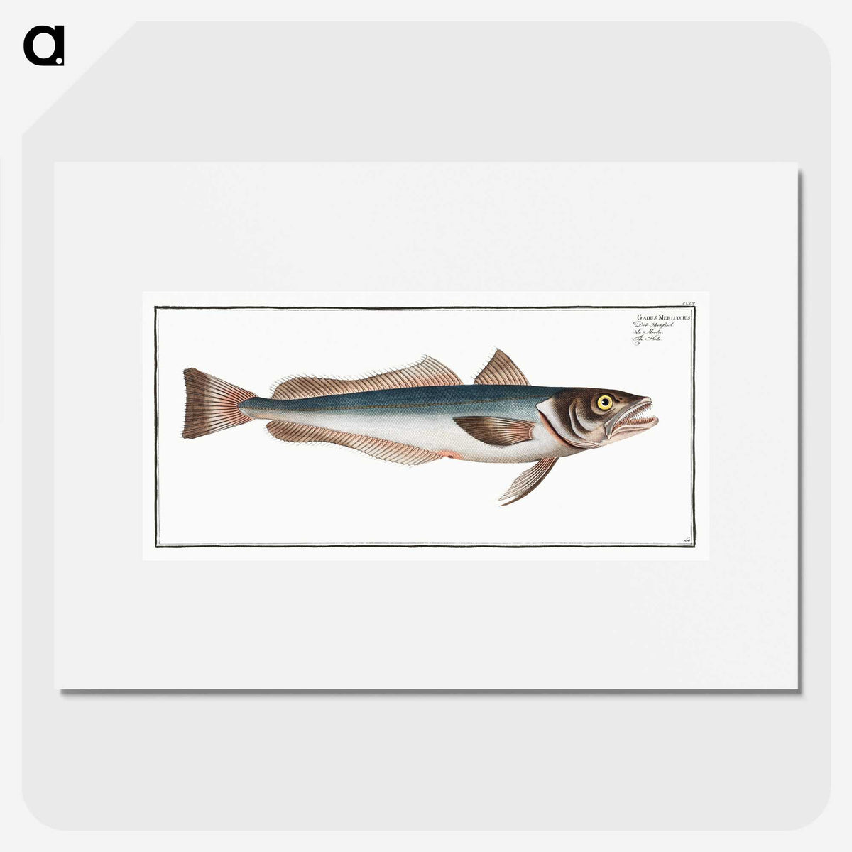3-22_Ichtyologie-ou-Histoire-naturelle_picture