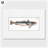 3-22_Ichtyologie-ou-Histoire-naturelle_picture