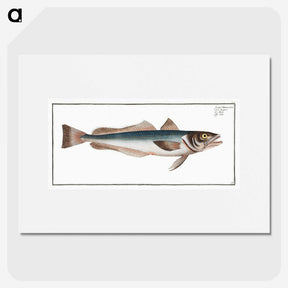 3-22_Ichtyologie-ou-Histoire-naturelle_picture