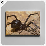 3-22_Insects-Unlocked-Project_canvas