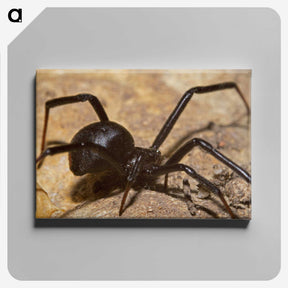 3-22_Insects-Unlocked-Project_canvas