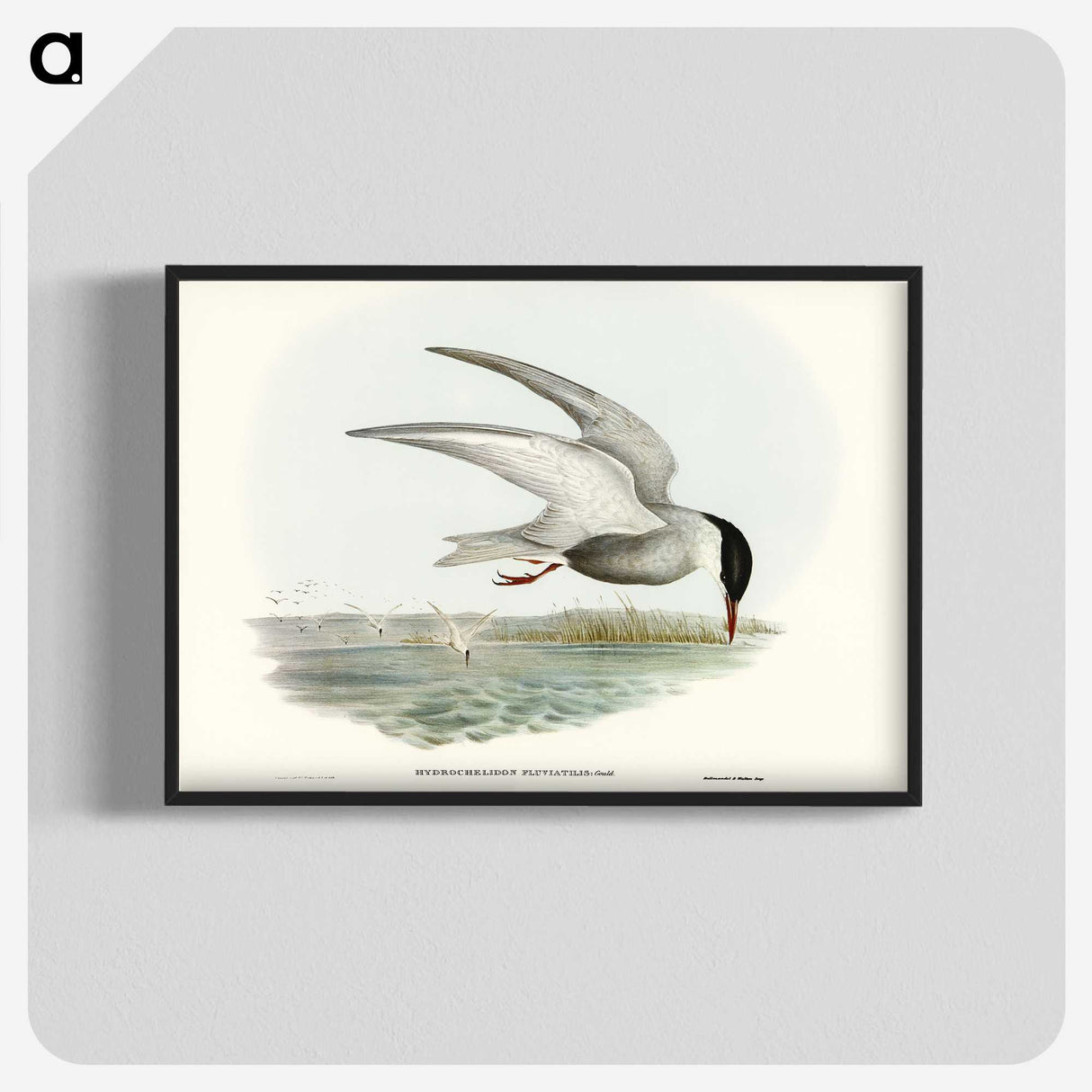 3-22_John-Gould_blk-crop