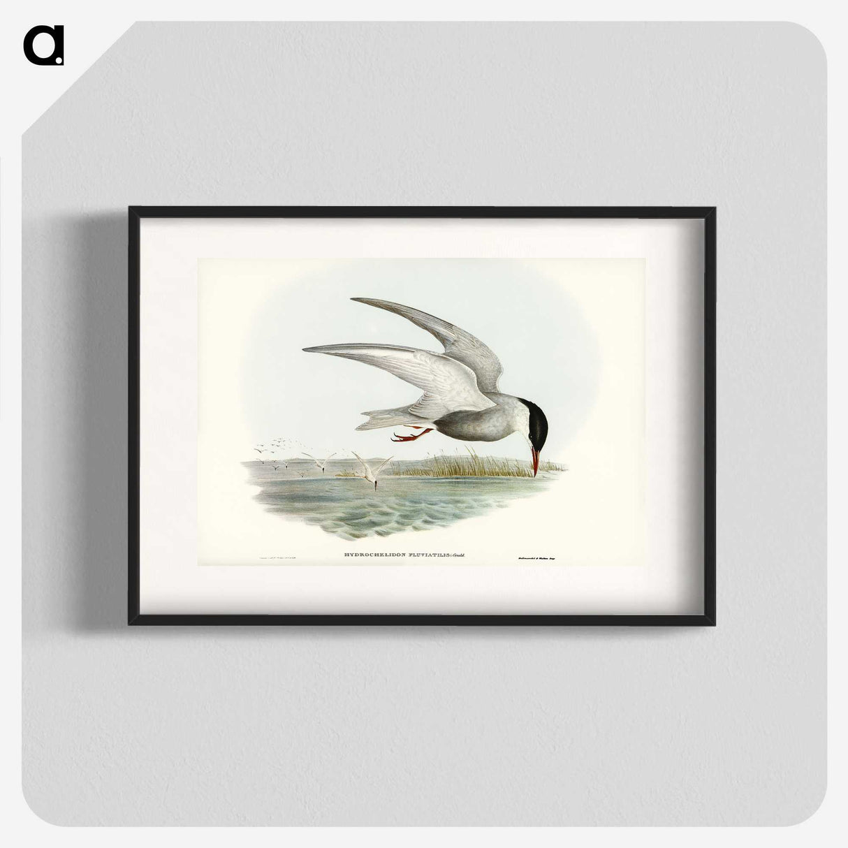 3-22_John-Gould_blk