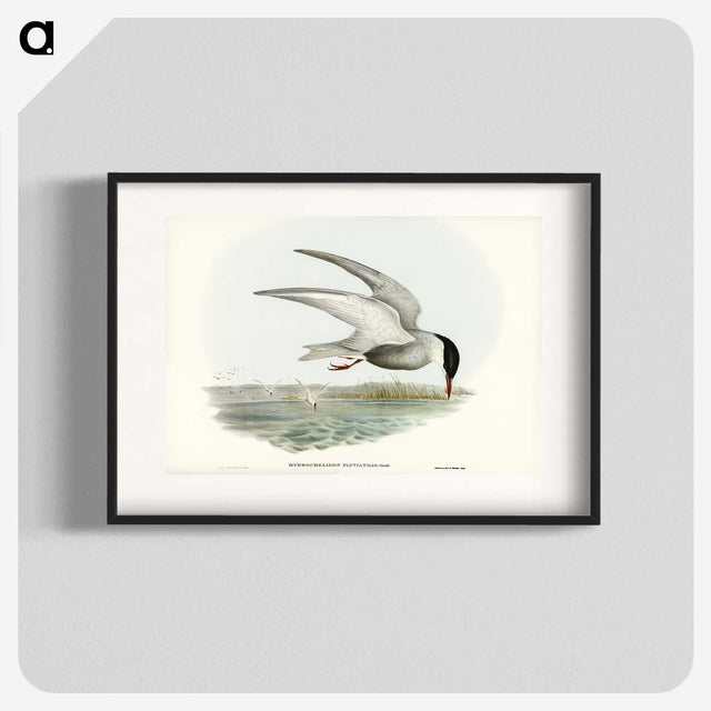 3-22_John-Gould_blk