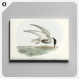3-22_John-Gould_canvas