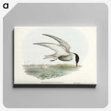 3-22_John-Gould_canvas