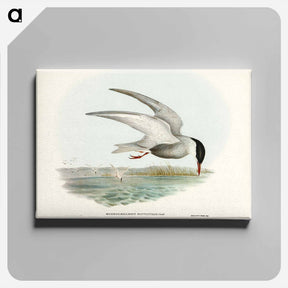 アートパネル-Marsh Tern
 - ジョン グールド Canvas.