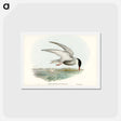 アートポストカード-Marsh Tern
 - ジョン グールド Postcard.