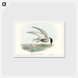 アートポストカード-Marsh Tern
 - ジョン グールド Postcard.
