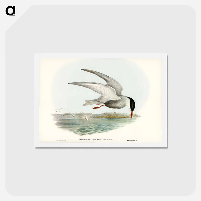 アートポストカード-Marsh Tern
 - ジョン グールド Postcard.