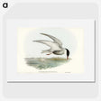 3-22_John-Gould_picture
