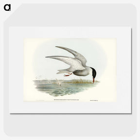 3-22_John-Gould_picture