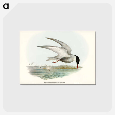 アートポストカード-Marsh Tern
 - ジョン グールド Postcard.