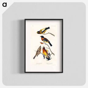 アートポスター-Evening and Spotted Grosbeaks
 - ジョン ジェームス オーデュボン Poster.