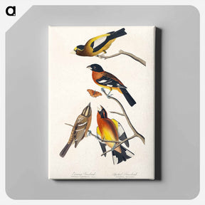 アートパネル-Evening and Spotted Grosbeaks
 - ジョン ジェームス オーデュボン Canvas.