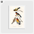 アートポストカード-Evening and Spotted Grosbeaks
 - ジョン ジェームス オーデュボン Postcard.