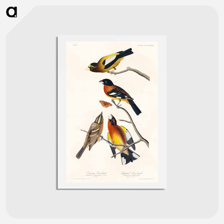 アートポストカード-Evening and Spotted Grosbeaks
 - ジョン ジェームス オーデュボン Postcard.