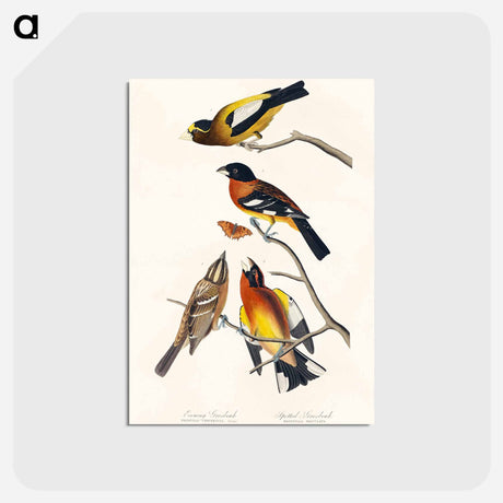 アートポストカード-Evening and Spotted Grosbeaks
 - ジョン ジェームス オーデュボン Postcard.