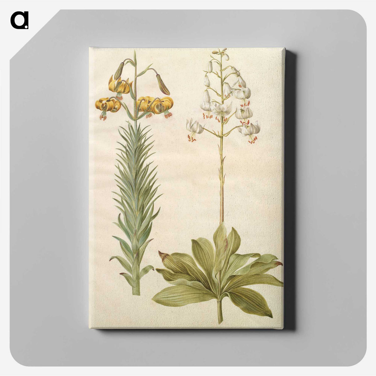3-22_Maria-Sibylla-Merian_canvas