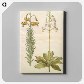 3-22_Maria-Sibylla-Merian_canvas