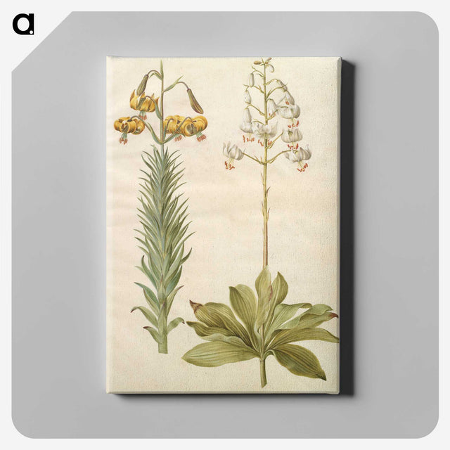 3-22_Maria-Sibylla-Merian_canvas