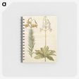 3-22_Maria-Sibylla-Merian_memo