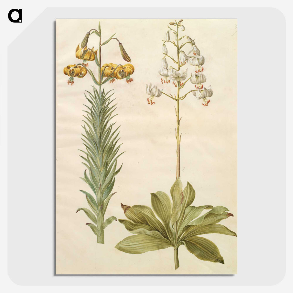 3-22_Maria-Sibylla-Merian_picture-crop