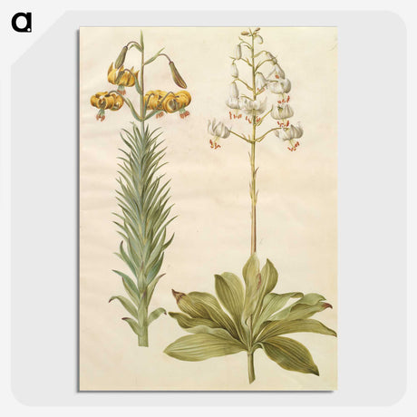3-22_Maria-Sibylla-Merian_picture-crop
